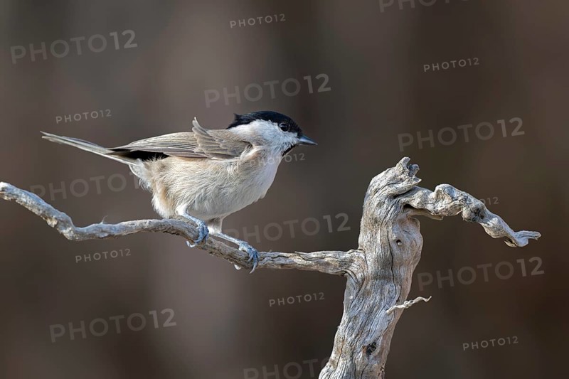 Marsh tit (Parus palustris), sitting on a branch, Terfens, Tyrol, Austria