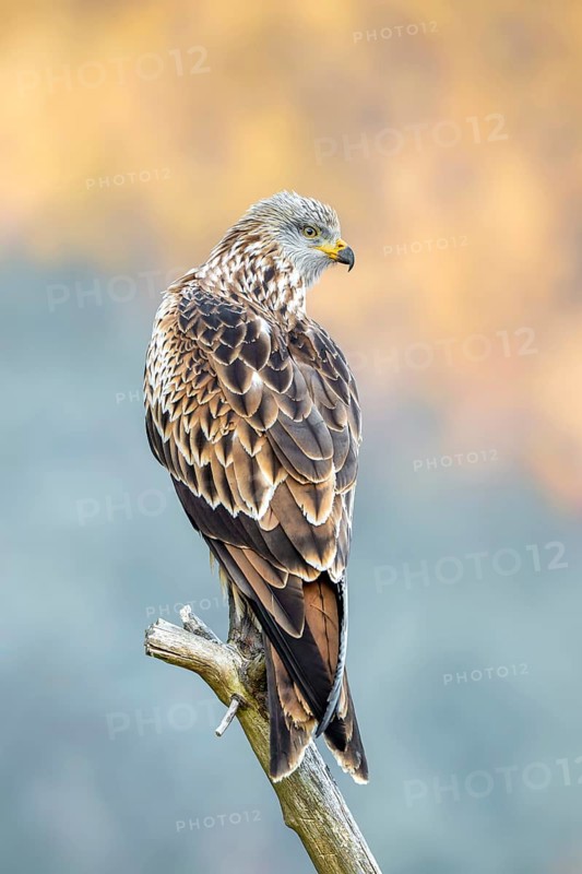 Red kite (Milvus milvus), sitting on a branch, Münster, Tyrol, Austria