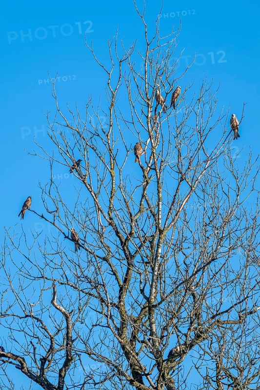 Red kites (Milvus milvus) sitting on a tree, Münster, Tyrol, Austria