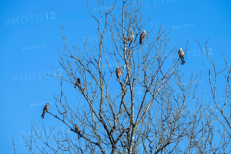 Red kites (Milvus milvus) sitting on a tree, Münster, Tyrol, Austria