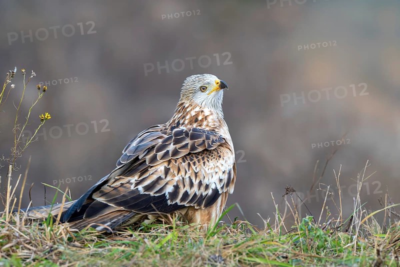 Red kite (Milvus milvus), sitting from Ast, Münster, Tyrol, Austria