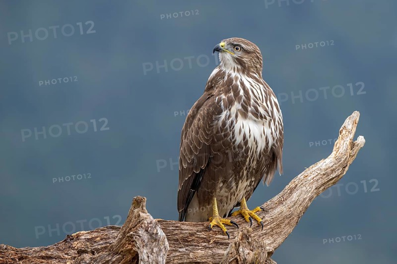 Common buzzard (Buteo buteo) sitting on a tree stump, Terfens, Tyrol, Austria