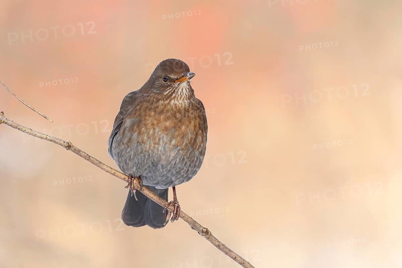 Blackbird (Turdus merula), female, sitting on a thin branch, wildlife, winter, animals, birds, songbird, Siegerland, North Rhine-Westphalia, Germany