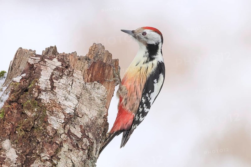 Middle spotted woodpecker (Dendrocopos medius) on an old birch tree overgrown with moss, Wildlife, Woodpeckers, Nature photography, Winter, Neunkirchen, Siegerland, North Rhine-Westphalia, Germany