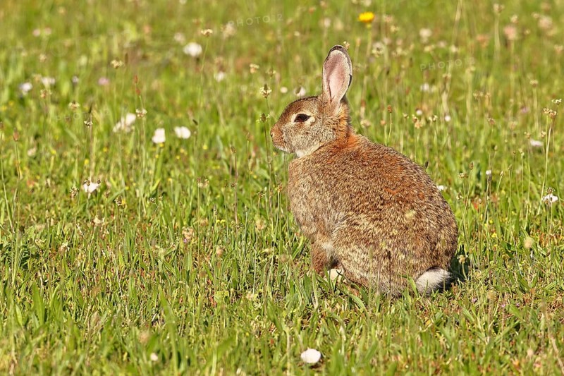 Wild rabbit (Oryctolagus cuniculus), sitting in a meadow, adult, alert, wildlife, animals, rodent, Podersdorf, Lake Neusiedl-Seewinkel National Park, Burgenland, Austria