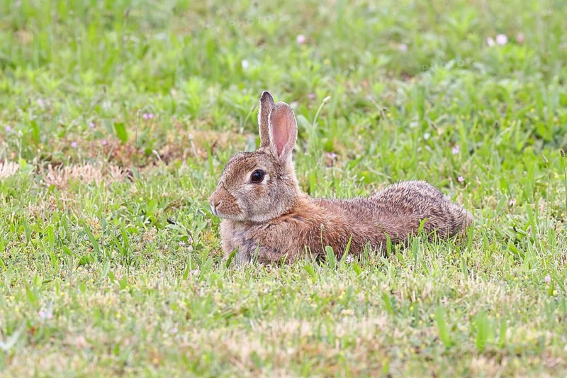 Wild rabbit (Oryctolagus cuniculus), lying in a meadow, fully grown, alert, wildlife, animals, rodent, Podersdorf, Lake Neusiedl-Seewinkel National Park, Burgenland, Austria
