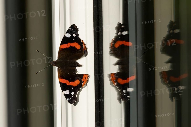 Red admiral butterfly (Vanessa atalanta) adult insect on a house conservatory window frame in summer, England, United Kingdom