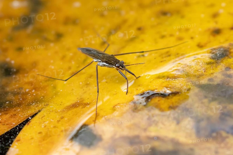 Common pond skater (Gerris lacustris) adult insect on a fallen autumn tree leaf on the water surface of a garden pond, England, United Kingdom