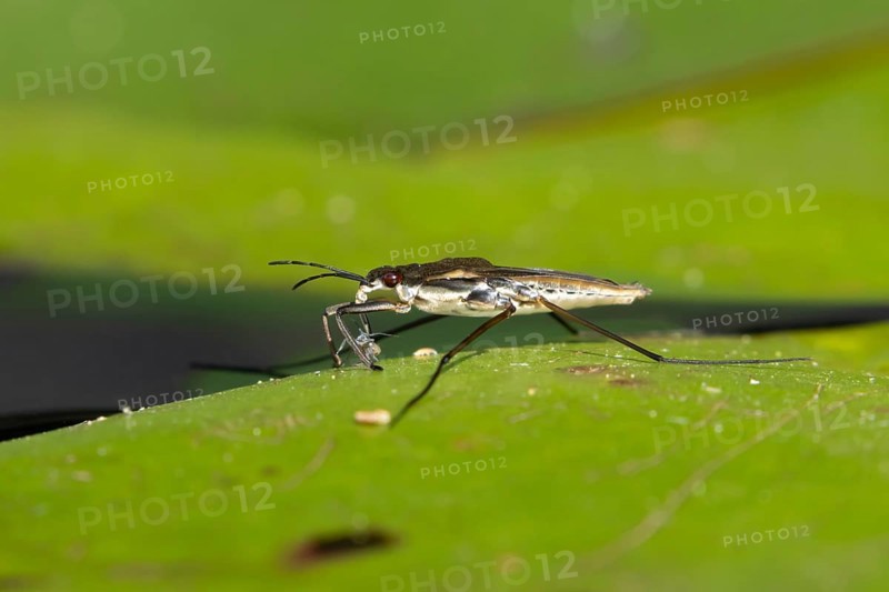 Common pond skater (Gerris lacustris) adult insect feeding on an aphid on a water lily pad or leaf on the water surface of a garden pond, England, United Kingdom
