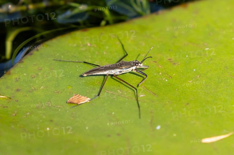 Common pond skater (Gerris lacustris) adult insect on a water lily pad or leaf on the water surface of a garden pond, England, United Kingdom