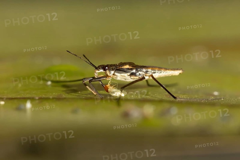 Common pond skater (Gerris lacustris) adult insect feeding on a Whitefly on a water lily pad or leaf on the water surface of a garden pond, England, United Kingdom