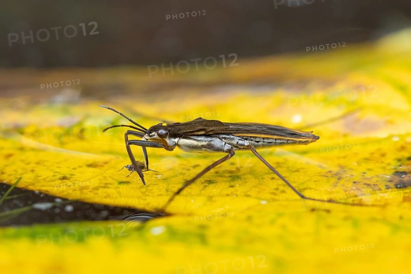 Common pond skater (Gerris lacustris) adult insect feeding on an aphid on a fallen autumn leaf on the water surface of a garden pond, England, United Kingdom