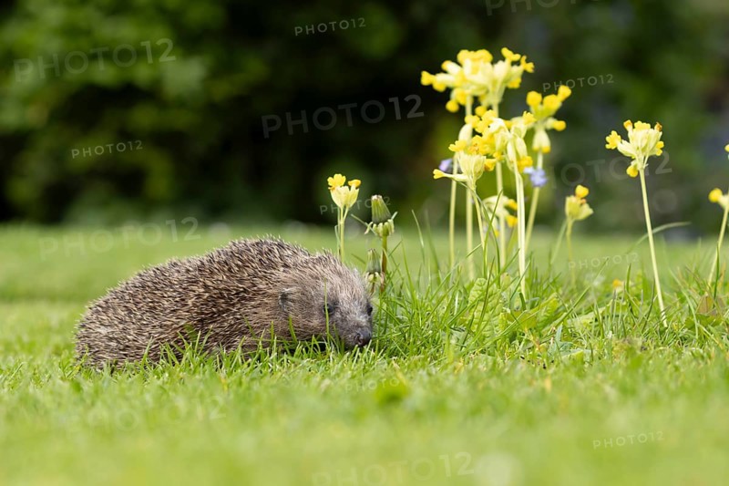 European hedgehog (Erinaceus europaeus) adult animal on a garden grass lawn with Cowslip flowers in springtime, England, United Kingdom