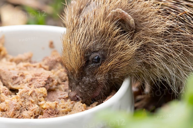 European hedgehog (Erinaceus europaeus) adult animal feeding on wet dog food in a bowl in a garden in autumn, England, United Kingdom