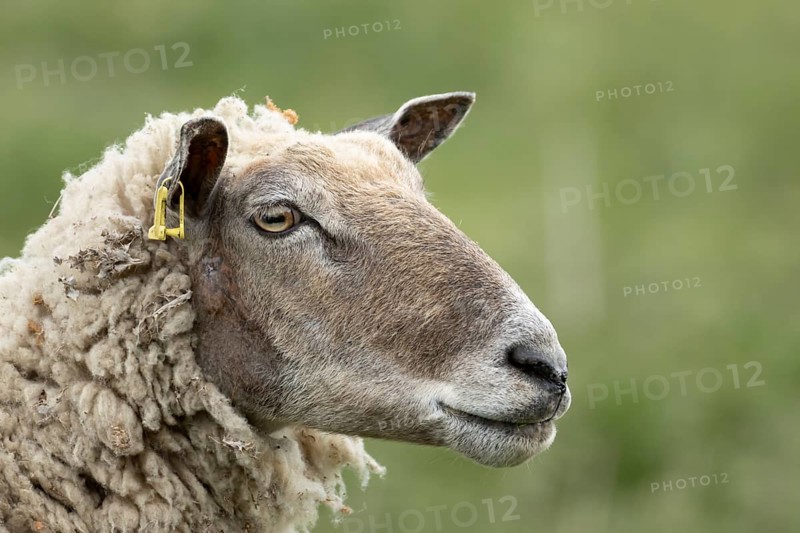 Domestic sheep (Ovis aries) adult female ewe farm animal head portrait, England, United Kingdom
