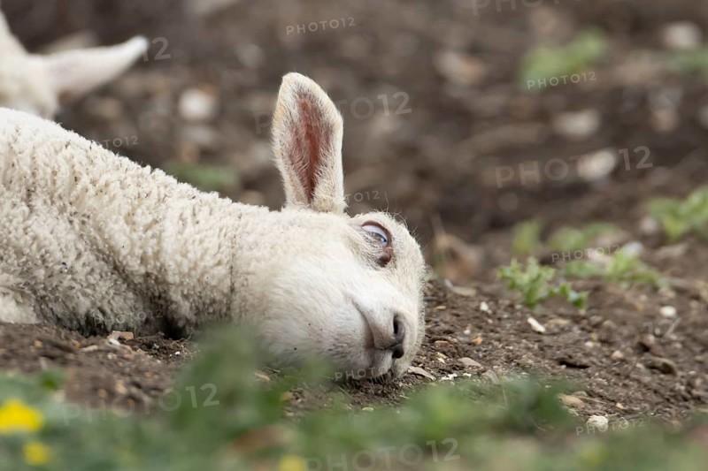 Domestic sheep (Ovis aries) juvenile baby lamb farm animal laying its head on the ground, England, United Kingdom