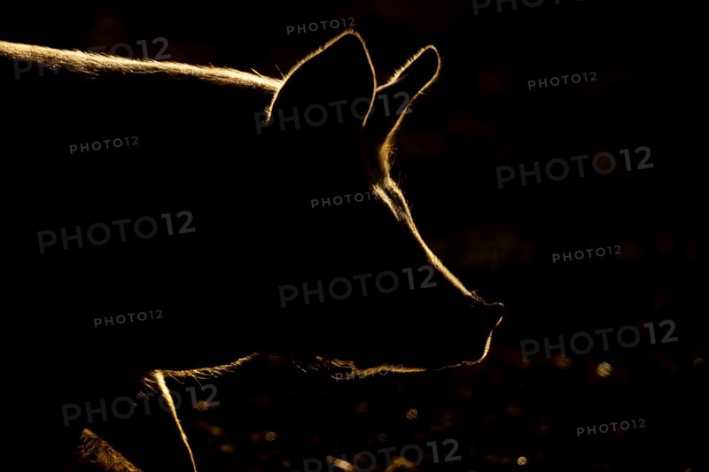 Domestic pig (Sus domesticus) adult farm animal head portrait backlit, England, United Kingdom