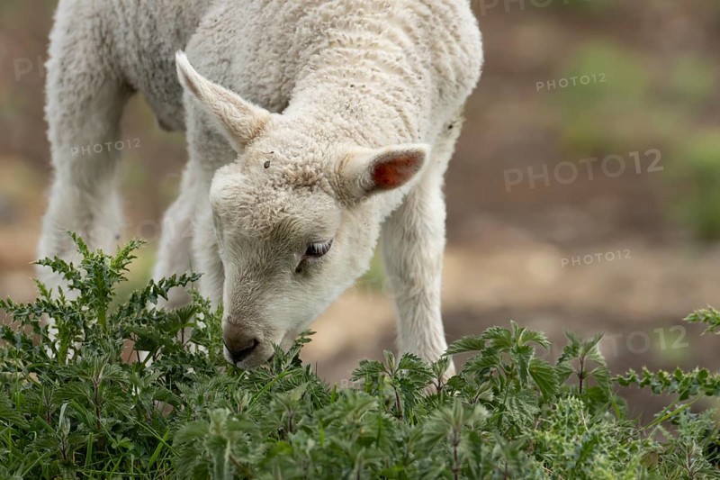 Domestic sheep (Ovis aries) juvenile baby lamb farm animal feeding on grass amongst stinging nettles and thistles, England, United Kingdom