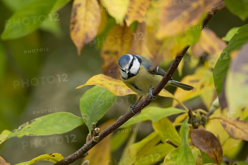 European goldfinch (Carduelis carduelis) adult garden bird on a magnolia tree branch amongst autumn colour leaves, England, United Kingdom