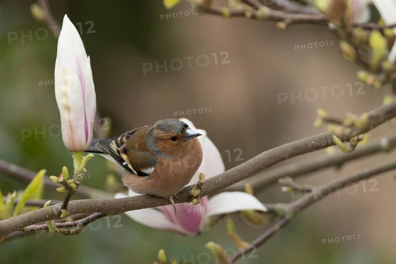 Eurasian chaffinch (Fringilla coelebs) adult male garden bird on a magnolia tree branch in spring, England, United Kingdom