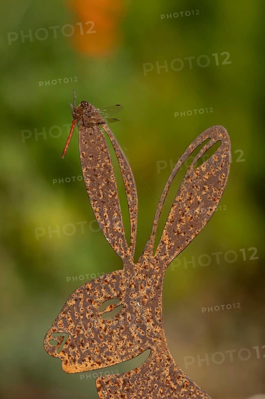 Common darter dragonfly (Sympetrum striolatum) adult insect on a metal hare garden sculpture in summer, England, United Kingdom