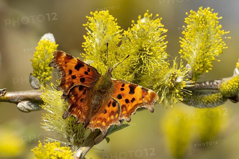 Comma butterfly (Polygonia c-album) adult insect feeding on Goat or Pussy willow (Salix caprea) yellow flowers in spring, England, United Kingdom