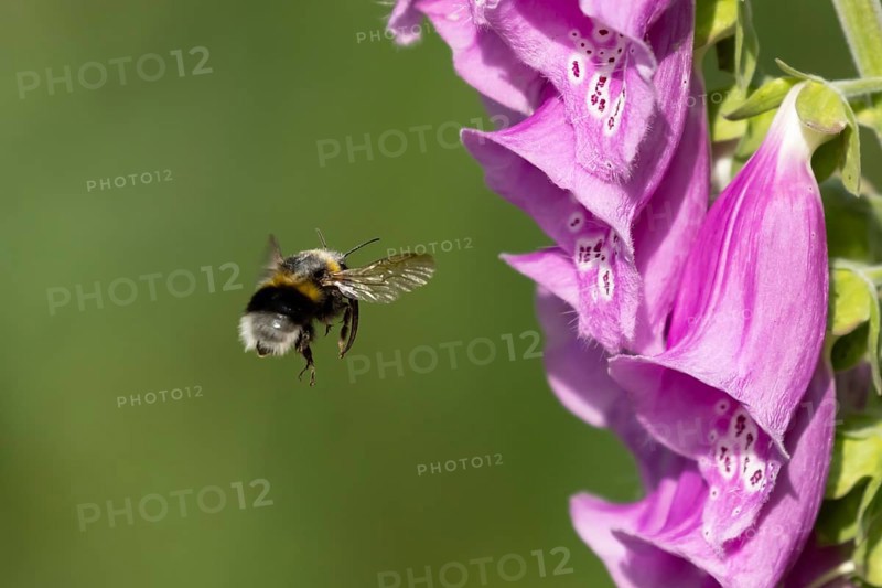 Buff tailed bumblebee (Bombus terrestris) adult bee insect flying towards a Foxglove (Digitalis purpurea) flower in summer, England, United Kingdom