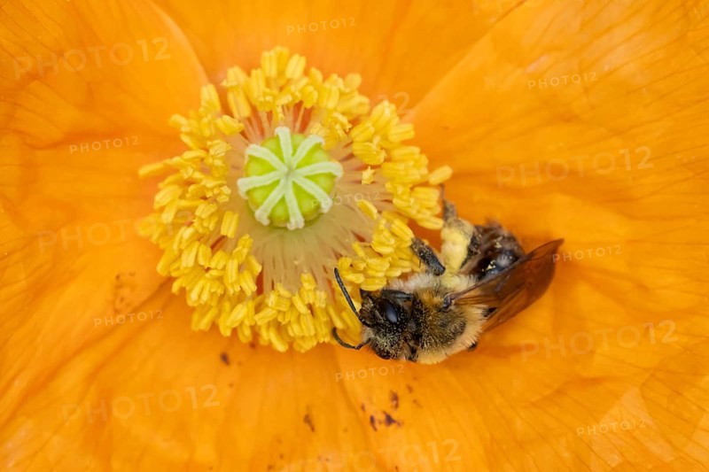 Common carder bumblebee (Bombus pascuorum) adult bee insect feeding on a garden Spanish orange poppy flower in summer, England, United Kingdom