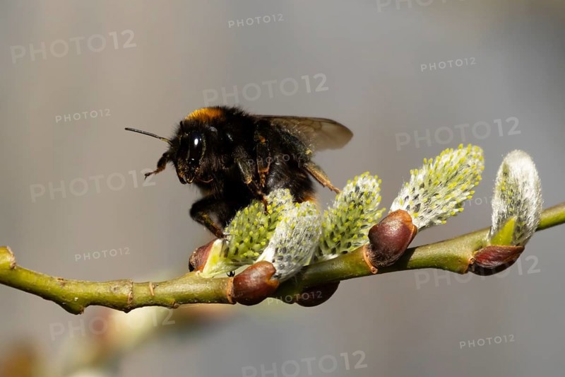 Buff tailed bumblebee (Bombus terrestris) adult bee insect feeding on Goat or Pussy willow (Salix caprea) yellow flowers in spring, England, United Kingdom