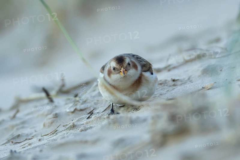 Snow bunting (Plectrophenax nivalis) adult bird feeding on a beach in winter, England, United Kingdom