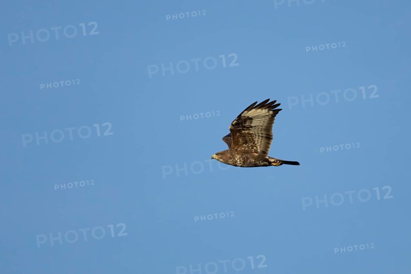 Common buzzard (Buteo buteo) adult bird of prey in flight, England, United Kingdom