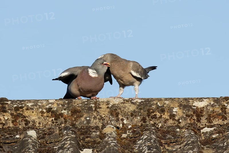 Wood pigeon (Columba palumbus) adult garden bird feeding a juvenile baby squab bird on a house roof in summer, England, United Kingdom