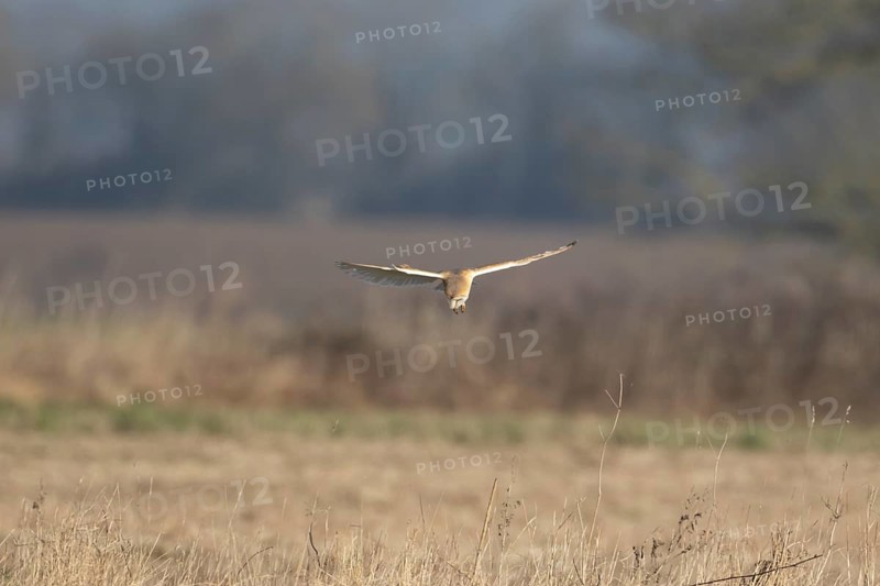 Barn owl (Tyto alba) adult bird of prey hunting in flight over grassland, England, United Kingdom