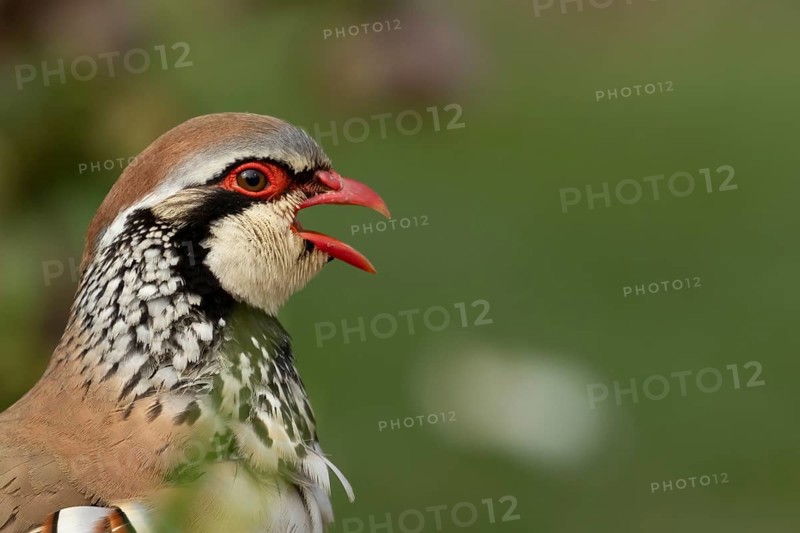 Red legged or French partridge (Alectoris rufa) adult bird calling, England, United Kingdom