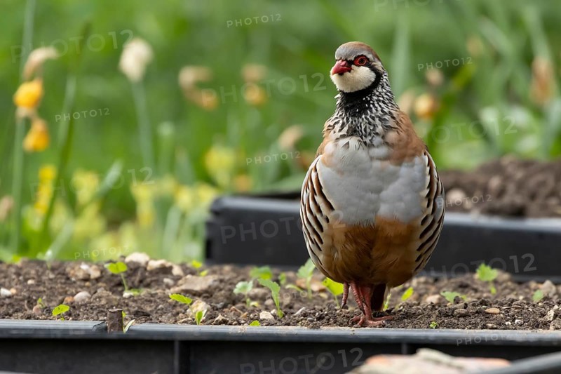 Red legged or French partridge (Alectoris rufa) adult bird on a garden raised vegetable bed in spring, England, United Kingdom