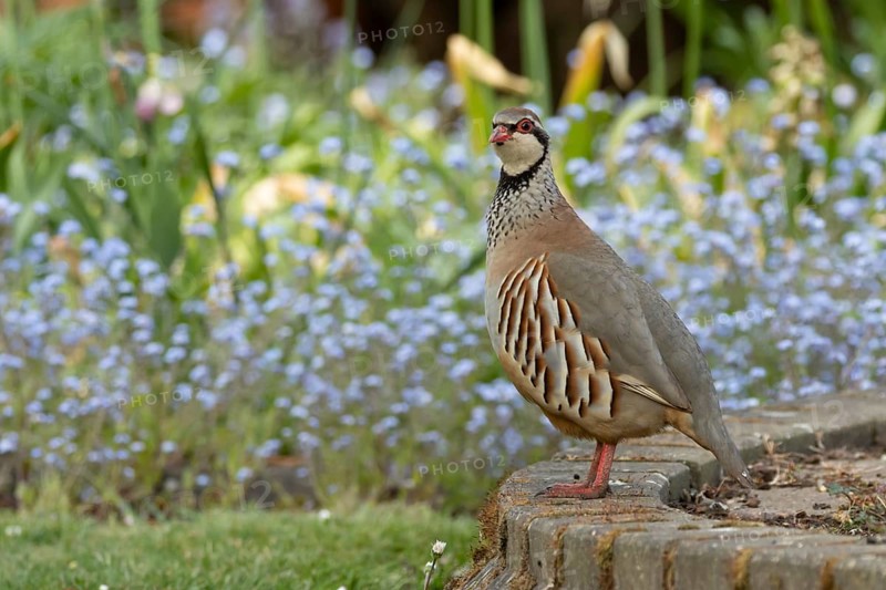 Red legged or French partridge (Alectoris rufa) adult bird in a garden in spring, England, United Kingdom