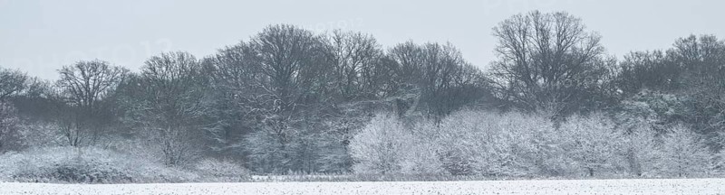Winter landscape with black alder (Alnus glutinosa) willows (Salix) and oaks (Quercus robur), Emsland, Lower Saxony, Germany