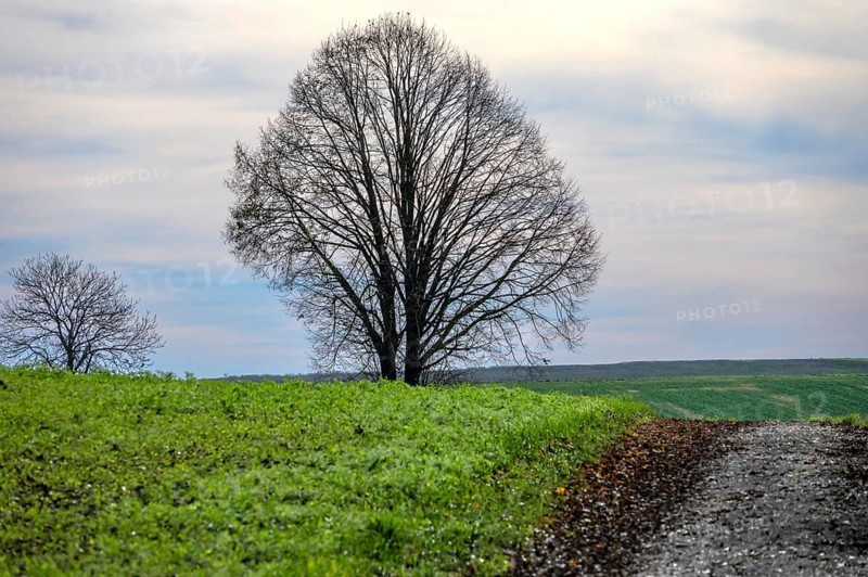 Leafless linden tree in late autumn, Karsberg, Upper Franconia, Bavaria, Germany