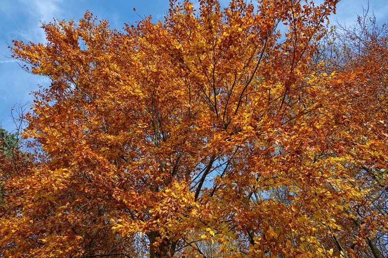 Beech (Fagus) in autumn leaves, Franconia, Bavaria, Germany