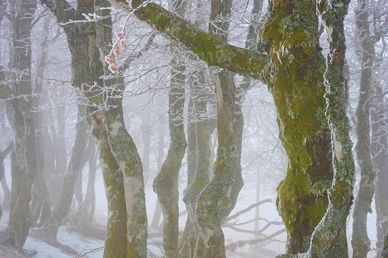Moss-covered trees in fog convey a mysterious winter atmosphere, European beech, winter, Hohneck, La Bresse, Vosges, France