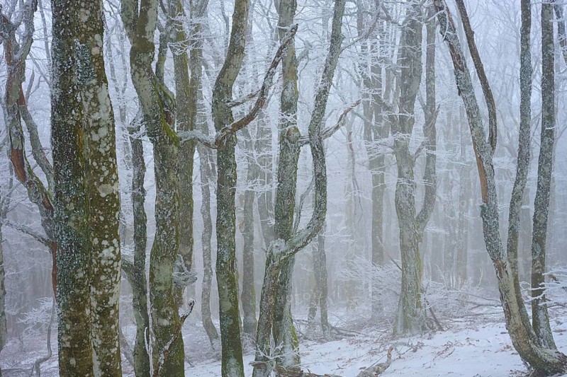 Snowy trees in fog create a calm and frosty atmosphere, European beech, winter, Hohneck, La Bresse, Vosges, France