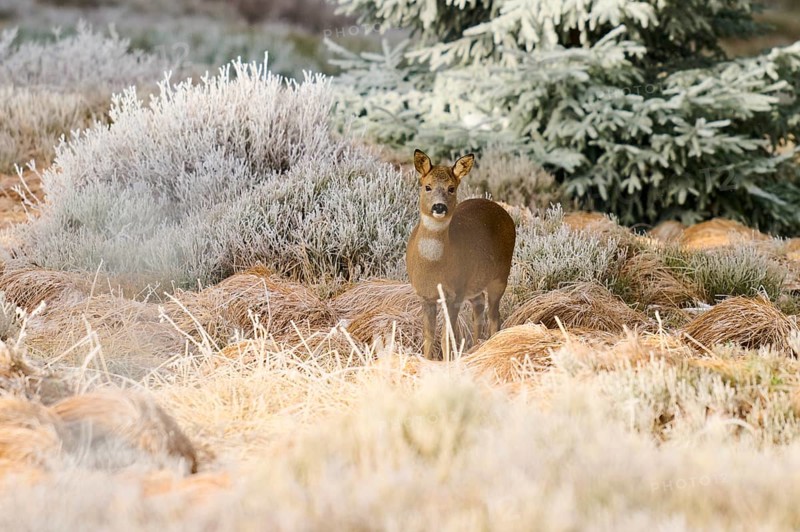 A roe deer stands peacefully in a frost-covered grass field in front of a coniferous tree, Roe deer (Capreolus capreolus), winter, Route de Cretes, Hohneck, La Bresse, Vosges, France