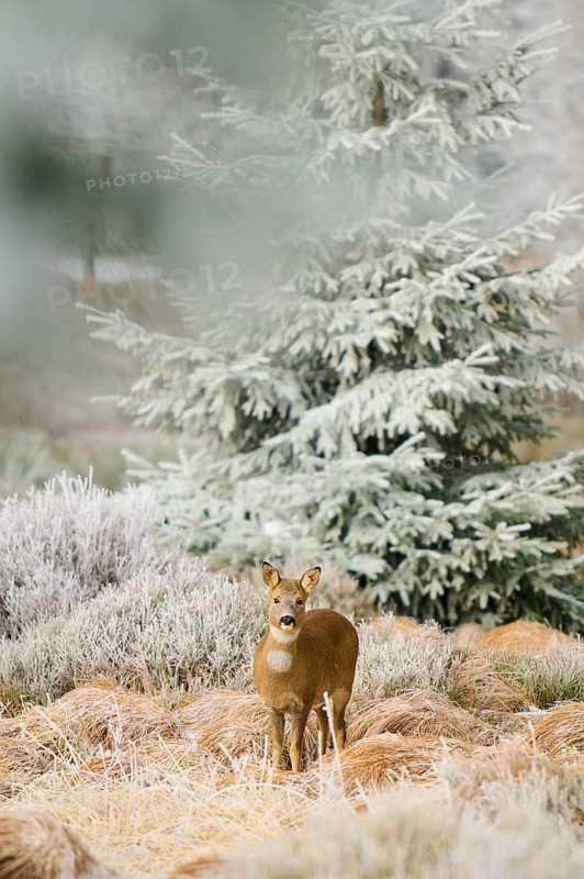 A roe deer looks around in a winter landscape with frosty grass and conifers, Roe deer (Capreolus capreolus), Winter, Route de Cretes, Hohneck, La Bresse, Vosges, France