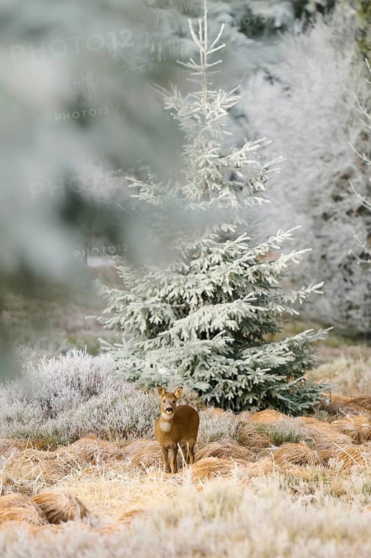 A roe deer stands in frosty nature surrounded by conifers and dull light, Roe deer (Capreolus capreolus), winter, Route de Cretes, Hohneck, La Bresse, Vosges, France