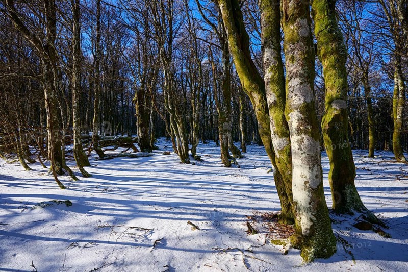 Snowy forest floor with long shades of gnarled trees, European beech, winter, Hohneck, La Bresse, Vosges, France