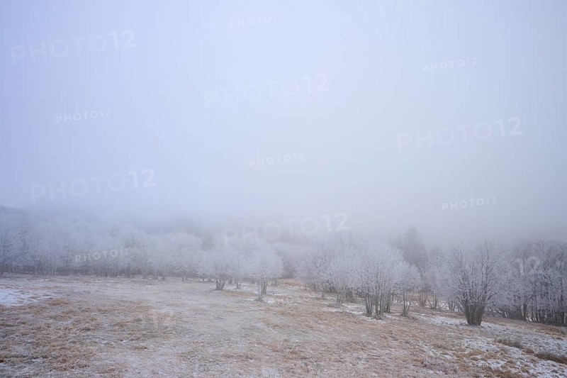Snowy trees and meadows covered in thick fog, winter, Route de Cretes, Hohneck, La Bresse, Vosges, France