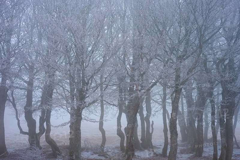 Frosty trees in fog in a cold-mystical winter forest, European beech, winter, Hohneck, La Bresse, Vosges, France