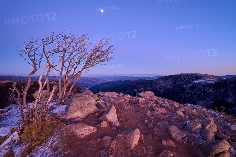 Barren tree and rocks on a mountain peak at dusk, slightly covered with snow, under a clear sky with the moon, looking towards the Rhine Valley, viewpoint, La gorge de Pierrel, Martinswand, Frankental, Vosges, France