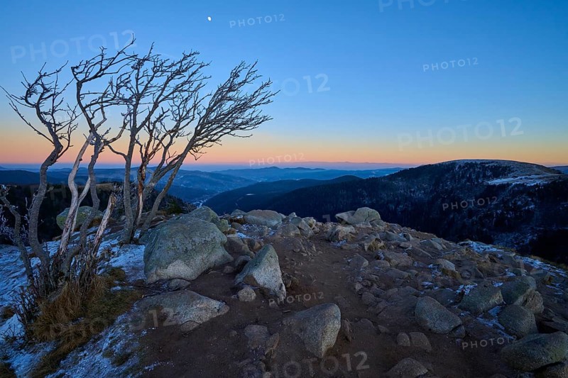 A bare group of trees on a rocky mountain peak at sunset, surrounded by snow-capped mountains and clear sky, looking towards the Rhine Valley, viewpoint, La Gorge de Pierrel, Martinswand, Frankental, Vosges, France