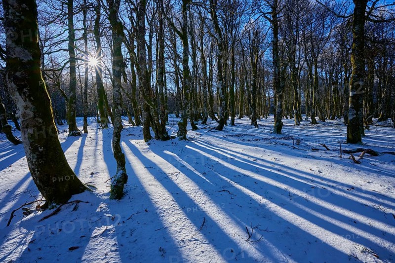 Bright blue sky over a snowy forest with long shadows, European beech, winter, Hohneck, La Bresse, Vosges, France